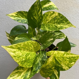 Hawaiian Pothos Rooted and Nodes, Yellow Variegated Pothos, Giant Golden Pothos, Epipremnum aureum