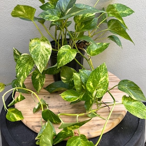 Hawaiian Pothos Rooted and Nodes, Yellow Variegated Pothos, Giant Golden Pothos, Epipremnum aureum