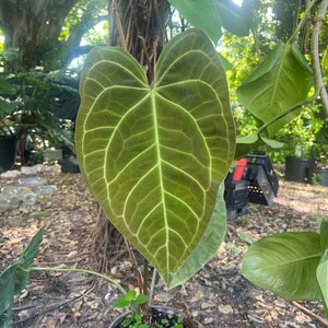 Anthurium Magnificum Seedling Starter Plant, Rare Indoor & Outdoor Live Tropical House plant
