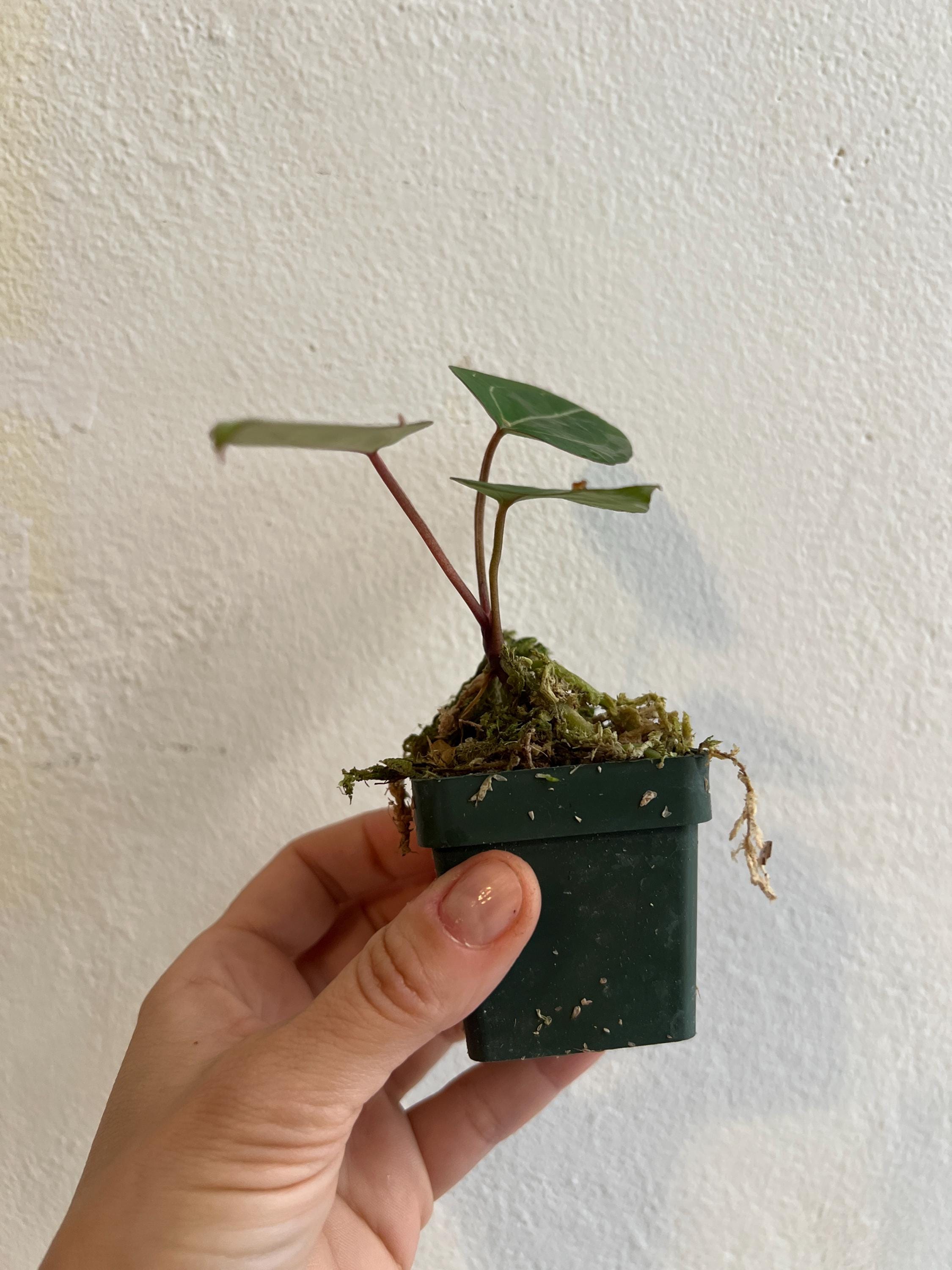 Anthurium Doc Block F3 Seedling, Rare Docblock Plant F2 X F2 - Etsy