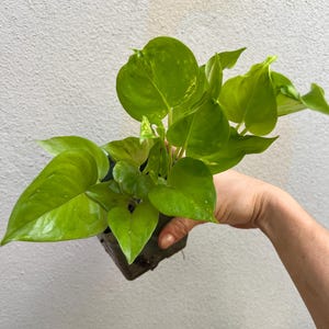 Pothos Champs-Élysées, Champs Elysees Pothos, Epipremnum aureum teruno, Rare plants