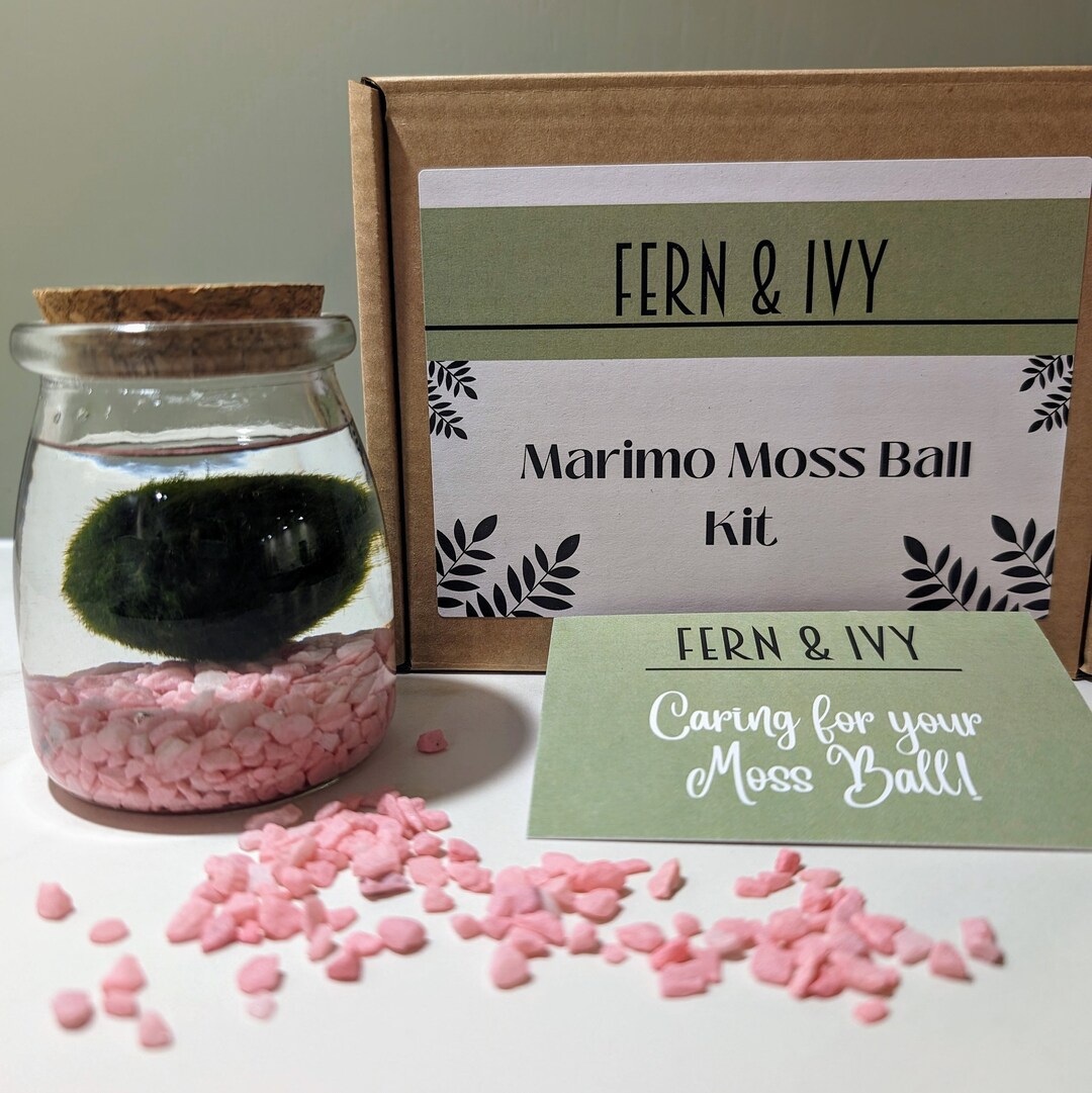Marimo Moss Ball Kit Pink choice of Gravel Colour Etsy UK