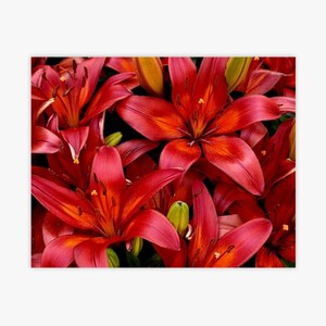 Red Lillies image 3