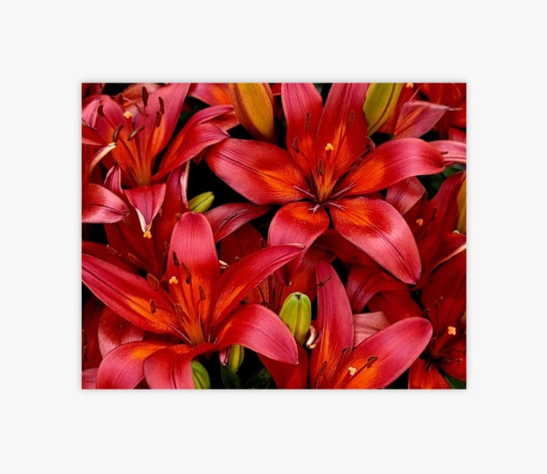 Red Lillies image 3