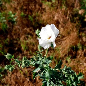 White Wildflower