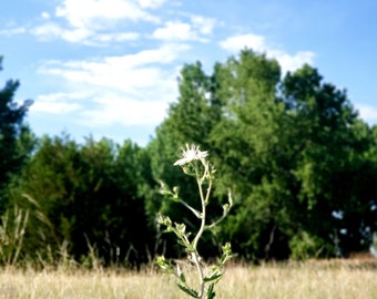 Wildlife Flower Reaching for the Sun