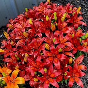 Red Lillies image 2