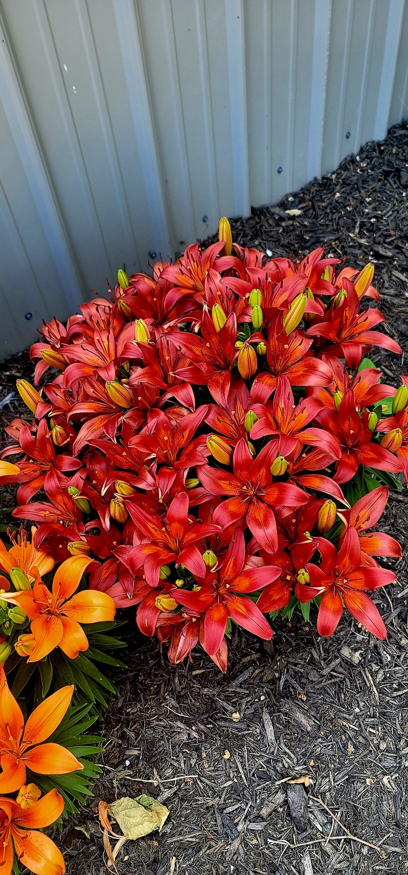 Red Lillies image 2