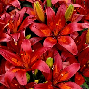 Red Lillies image 1