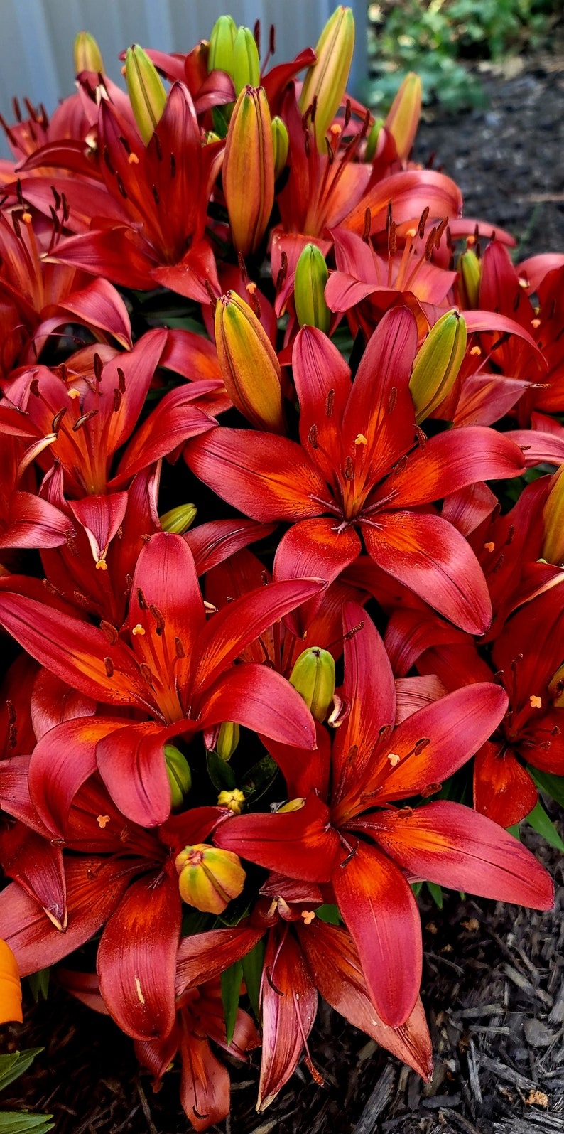 Red Lillies image 1