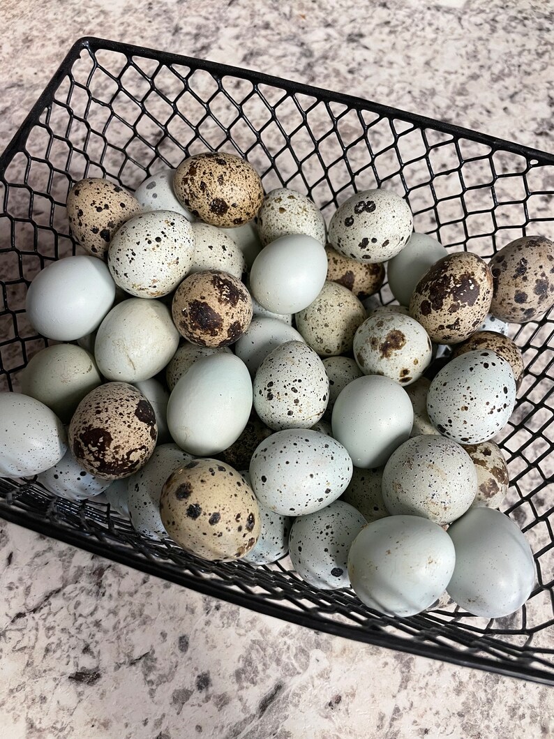 Coturnix Quail Eggs Etsy