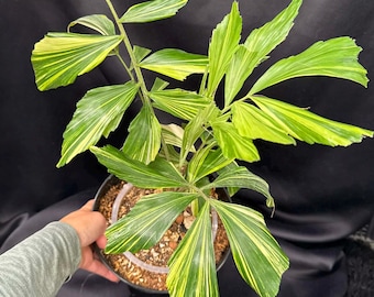 Caryota Mitis 'FISHTAIL PALM' Plant About 30-34 Inches Tall in a