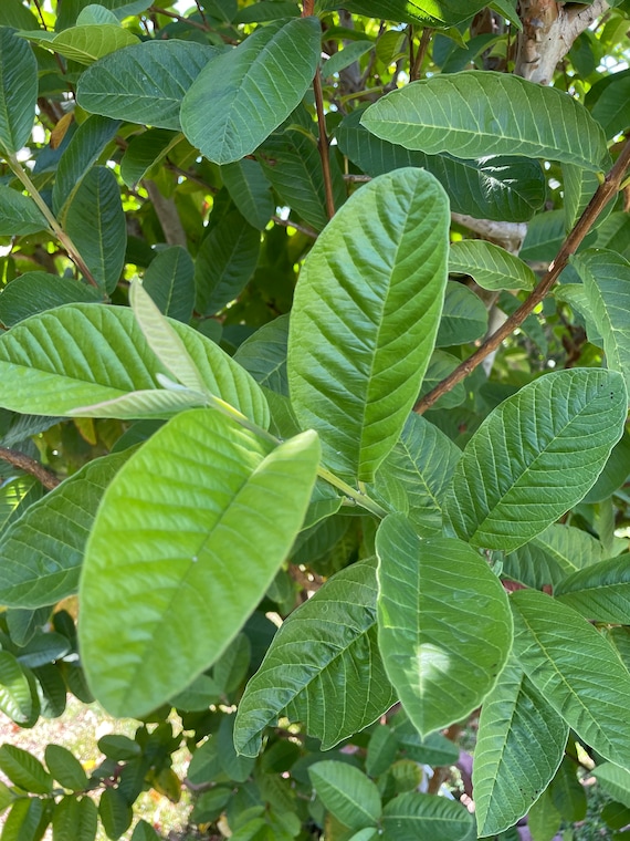 guava tobacco leaf Organic Fresh Leaves – Bulk Packs 25, 50, 100+ – Herbal Tea & Hair Leaves Many researches have been conducted to found the scientific evidence of guava in medication including guava leaves Guava Leaves: Over 29,498 Royalty-Free