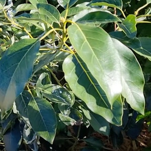7 oz Fresh Organic Avocado Leaves Hojas de Aguacate (FREE SHIPPING)