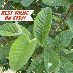 5 OZ (70 ~ 100 pcs) Fresh Organic Guava Leaves Hojas de Guayaba Guayabo Psidium Guajava FREE SHIPPING