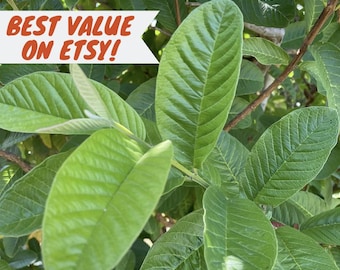Organic Fresh Guava Leaves – Bulk Packs 25, 50, 100+ – Herbal Tea & Hair Leaves
