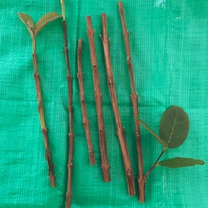 5 guava cuttings of Taiwan Guava (6-8 inches)