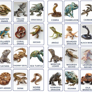 32 PNG Montessori Rettili Specie flashcards, Educazione speciale per bambini, Schede di nomenclatura, attività per bambini piccoli, Schede di download digitale