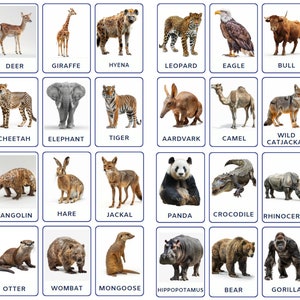 32 PNG Montessori Zoo Animals flashcards, Nomenclature Printable Cards, toddler activity, Digital Download for Kids, Cards for Kids Learning
