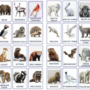 32 PNG Montessori Winter Animals flashcards, attività per bambini piccoli, schede di nomenclatura, studio degli animali, apprendimento a casa, download stampabile