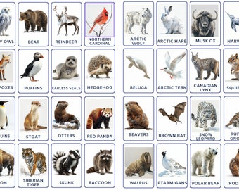 32 PNG Montessori Winter Animals flashcards, toddler activity, Nomenclature Cards, Animals Study, Homeschool Learning, Printable Downlaod
