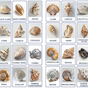 32 cartes flash coquillages PNG, cartes Montessori, cartes de nomenclature, activité pour tout-petits, téléchargement numérique, cartes imprimables pour l'apprentissage des enfants