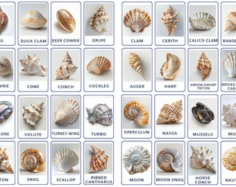 32 PNG Seashell flashcards, Montessori cards, Nomenclature Cards, toddler activity, Digital Download, Printable cards for Kids Learning