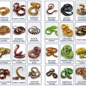 32 PNG Snakes Types Flashcards, Crianças Imprimíveis, Cartões de Nomenclatura, Atividade para Crianças, Imprimíveis Digitais, Cartões Escolares Montessori para Crianças