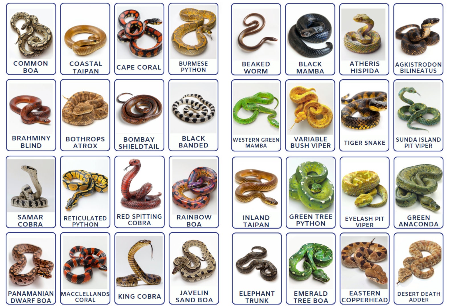 32 PNG Snakes Types Flashcards, Kids Printable, Nomenclature Cards, Toddler Activity, Digital Printable, Montessori school Cards for Kids