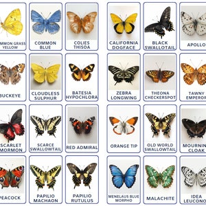 32 fichas didácticas Montessori de especies de mariposas PNG, identificación de mariposas, actividad para niños pequeños, descarga digital, ficha didáctica de aprendizaje para niños