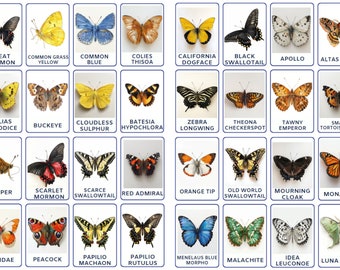 32 PNG Butterfly Species Montessori flashcards, Butterfly Identification, toddler activity, Digital Download, Learning Flashcard for Kids