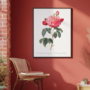 Póster vintage de rosa roja botánica: impresión de arte floral para pared para el hogar: ilustración de flores antiguas para interiores