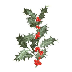 Holly Branch with Red Berries Botanical Vintage PNG Clipart - Traditional Christmas Holly Plant Illustration