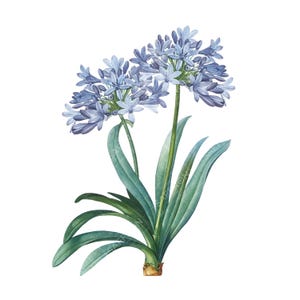 Blue Agapanthus (African Lily) Flower Botanical Illustration Clipart on Transparent Background