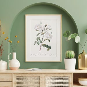 Póster de rosa blanca en flor botánica: impresión de arte de pared floral vintage para decoración del hogar