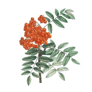 Botanical Rowan Berry Branch with Ripe Orange Berries - Isolated ClipArt Sorbus Aucuparia PNG Illustration