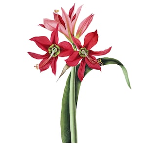 Botanical Vintage Amaryllis Aulica (Hippeastrum) Flowers Clipart on a Transparent Background