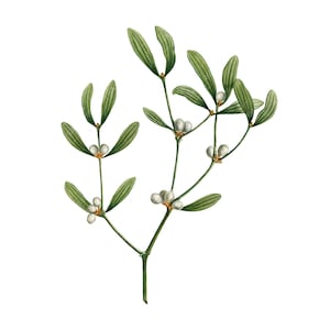 Botanique vintage Branche de gui Clipart PNG - Noël (Album Viscum) Plante Illustration