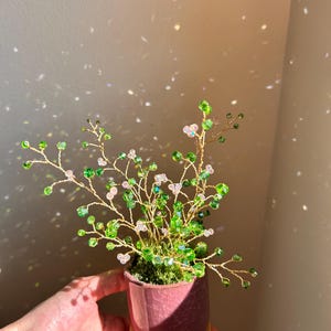 Perlenblume, Perlenpflanzen, Sukkulente, Suncatcher, Wohnkultur