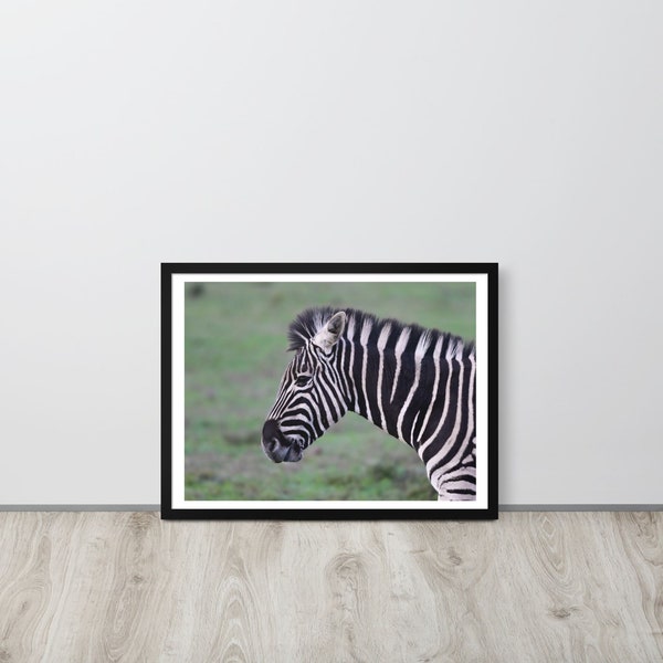 Zebra | Wildlife | South Africa | striped | Photo | Posters | Safari | color photo