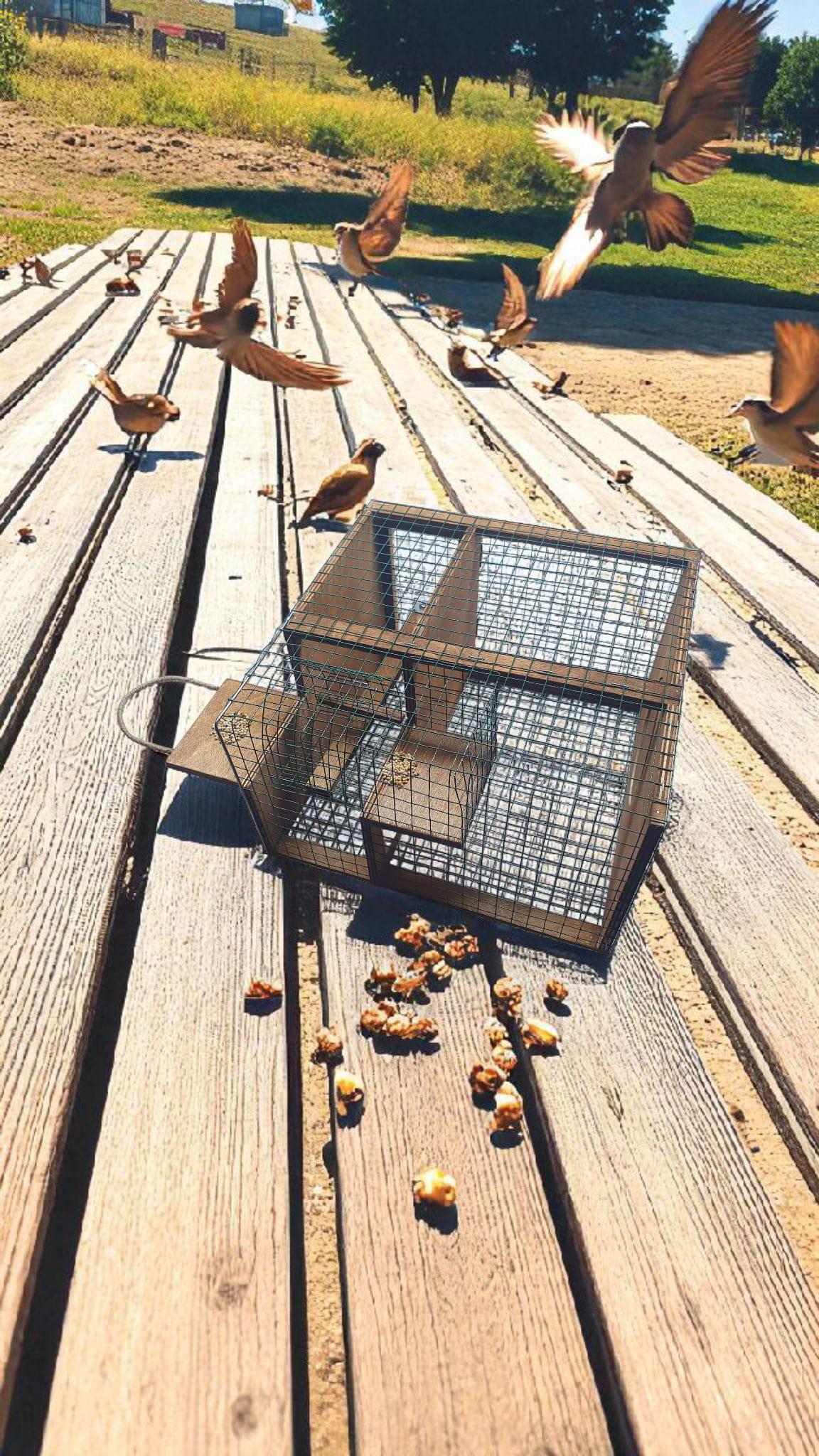 Automatic Sparrow Trap: Elevator Bird Catcher, Wooden & Metal - Etsy