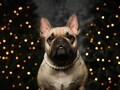 PEARL DOG NECKLACE - pearl necklace with silicone beads / Pearl necklace for dogs and cats with silicone beads product logo