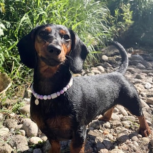 Collares para perros Serenity con cerámica EM y cuentas de silicona / Collar para perros con efecto repelente natural de garrapatas