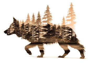 Lasergraveringsfil | Dubbelexponering | PNG för gravyr | Glowforge | Design för laser | PNG-bränning | Digital fil | Skog | Varg