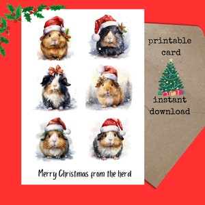 Meerschweinchen Weihnachtskarte | Meerschweinchen Herde Grußkarte |  Weihnachtsgruppe Karte | 5x7 druckbare Grußkarte | süße Baby Meerschweinchen | digital
