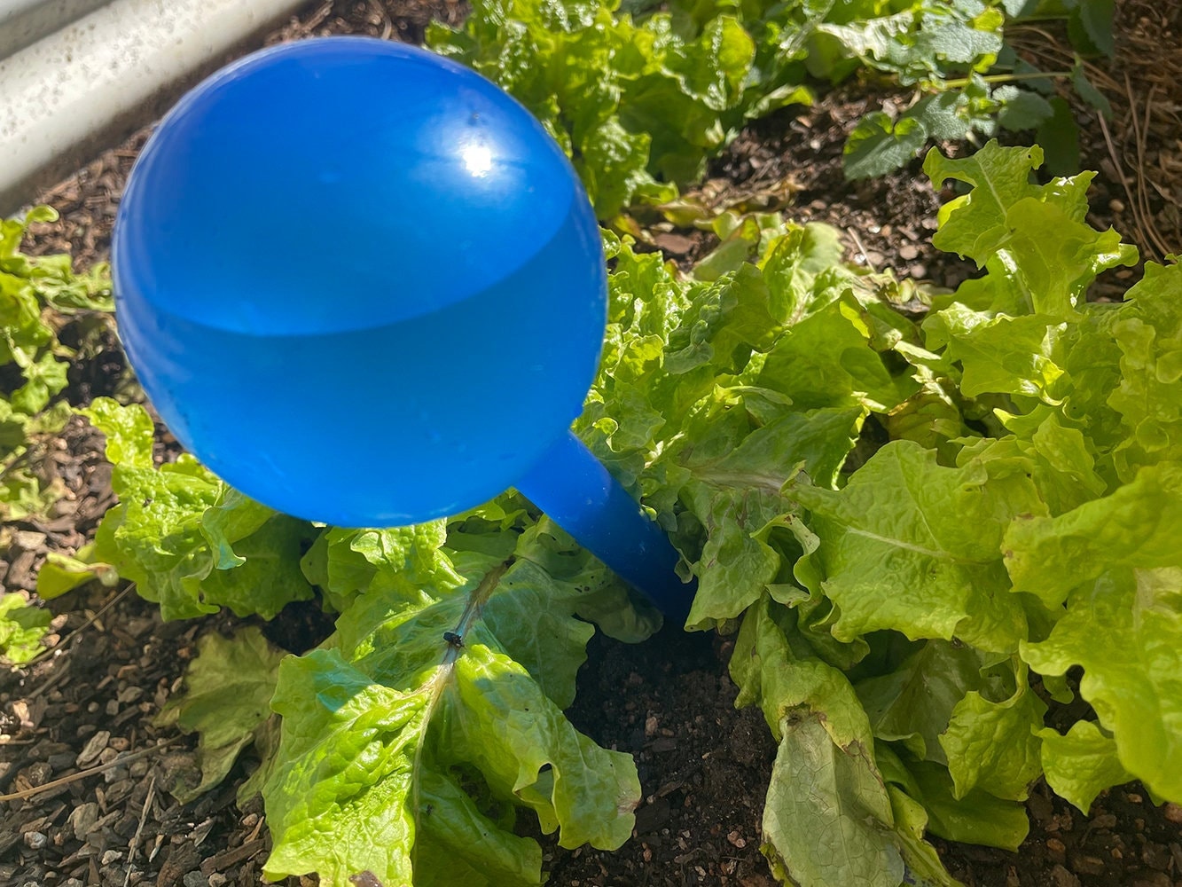 Water Balls for Plants - Etsy