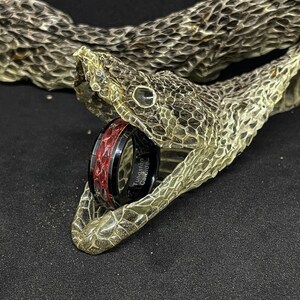 Könnte beinhalten: Ein schwarzer Wolframkarbidring mit roter Einlage, gehalten im Maul einer Schlangenhaut. Der Ring trägt den Text "Tungsten Carbide". Die Schlangenhaut ist hellbraun.