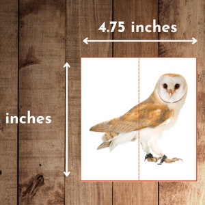 May include: A white and brown barn owl with yellow eyes, perched on a white surface. The owl is facing the right side of the image. The image is 4.75 inches wide and 5 inches tall.