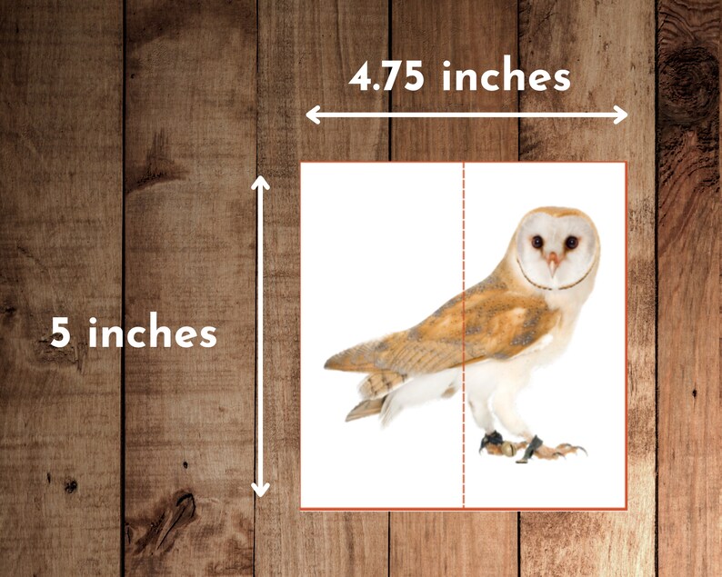 May include: A white and brown barn owl with yellow eyes, perched on a white surface. The owl is facing the right side of the image. The image is 4.75 inches wide and 5 inches tall.