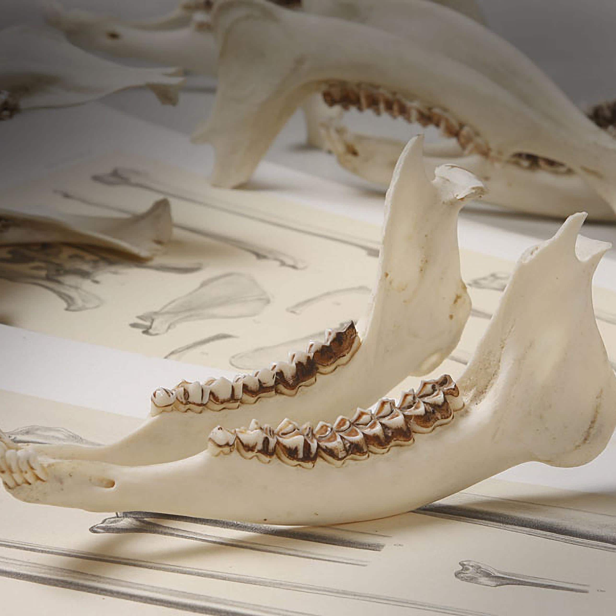 European Roe Deer Lower Jaw Bone, Complete, Vintage Taxidermy 